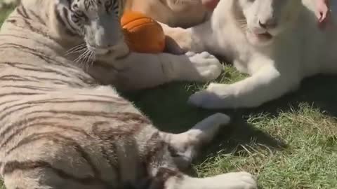 3 huge tigers playing ball