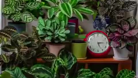 This is how plants move in a 24-hour period