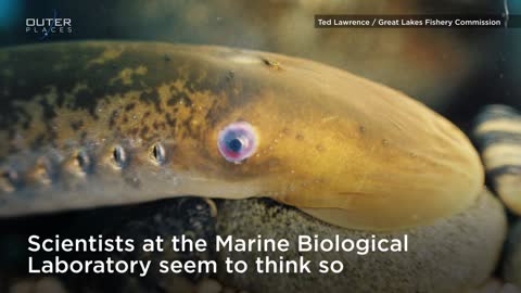 Curing Paralysis With Lampreys