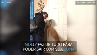 Conheça Molly, a cadela que odeia ficar sozinha em casa