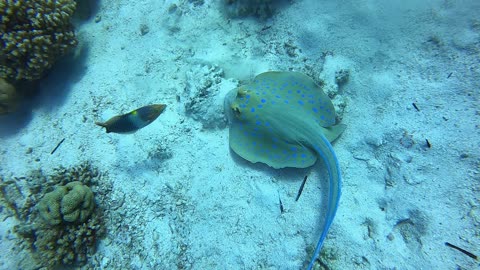 Red Sea SCUBA Blue spotted sting ray