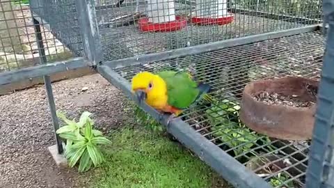 Parrot enjoying freedom