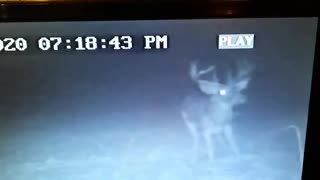 Deer on cam