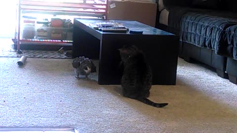 Parrot vs Cat: Living room stand off!