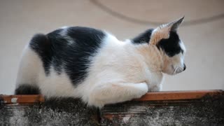 female black & white cat on house roaf