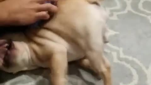 Cachorro de Bulldog Francés absolutamente exultante frente a una rascada corporal