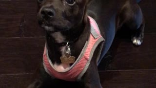 Puppy Wants To Slide Down Not Sit Down For Training