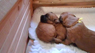 3 week old Wheaten Terrier puppies use each other as pillows