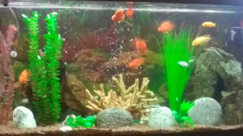 Funny tropical fish in a home aquarium.