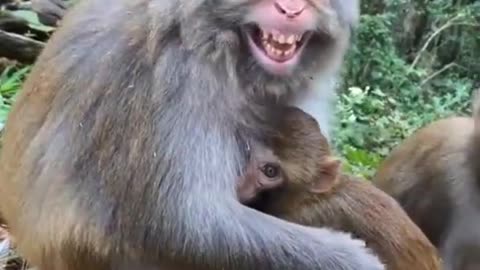 my poor monkey #video