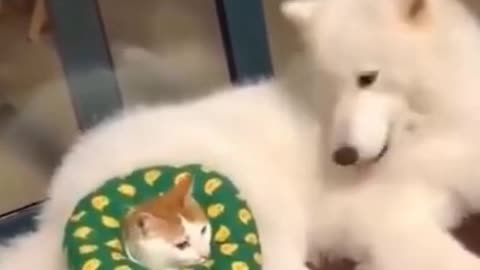 Husky Attacking a Cat 🤣 🤣 🤣.mp4