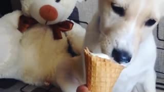 Labrador puppy loves ice cream