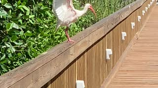 Bird on the boardwalk