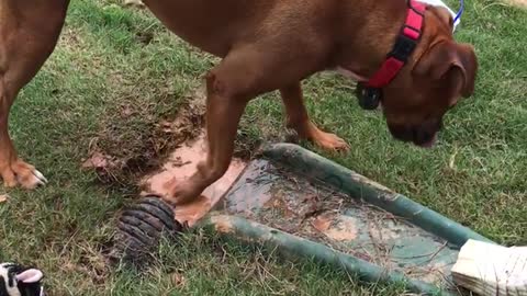 Muddy Puppy