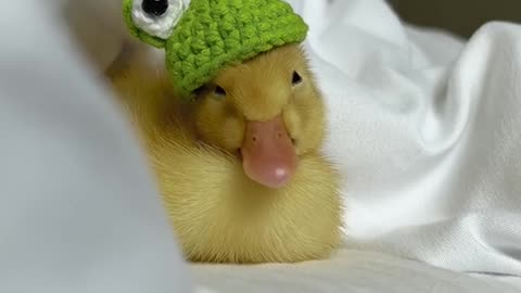 cute#duckling#petdduck