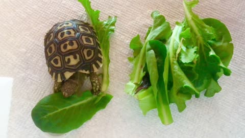 Baby Giant South African Tortoise