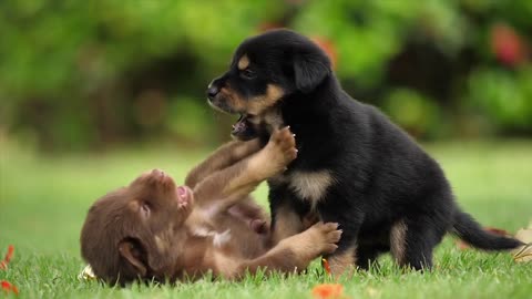 Little dogs playing together