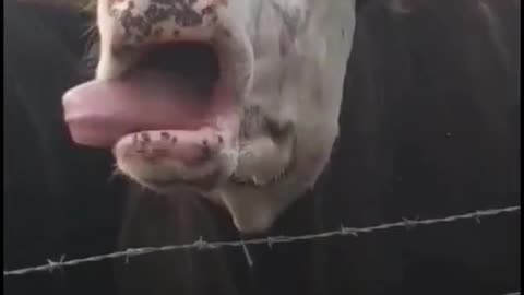 Crazy cow tongue