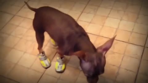 Cute Dog Wearing Shoes/ Funny Video