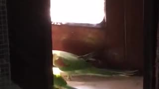 beautiful parrot playing with baby parrots