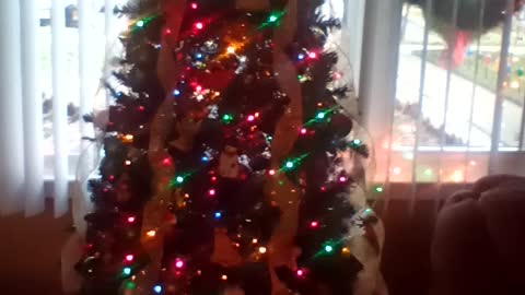 Corgi is getting excited for christmas