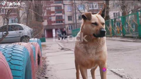 Felix: The street dog hero part 2