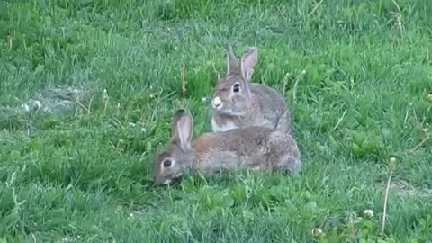 Mother rabbit thumping a warning