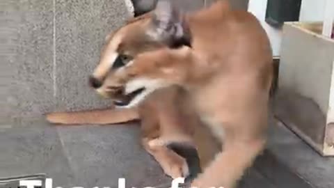 Caracal and beagle puppy playing - unusual animal friends - dog and cat friends