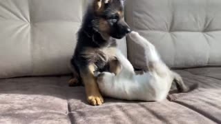 German Shepherd Puppy and Kitten Playing [TRY NOT TO LAUGH]