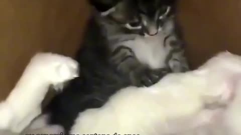 Cat tries to revive his dead friend