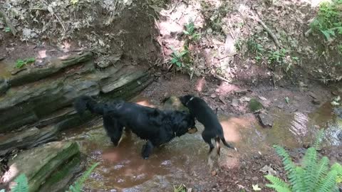 Pups at the Creek