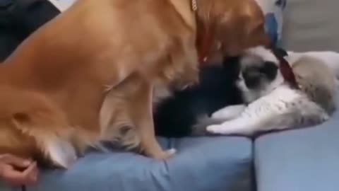 dog and cat funny momen
