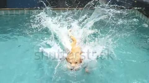 Dog Jumping In Swimming Pool Playing