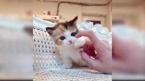 Cute kittens to relax - cute kittens and puppies