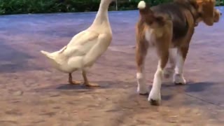 Dog And A Duck Prove That True Friendship Knows No Limits