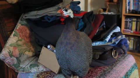 Pet Guinea Fowl playing on Chair