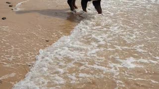 Puppy surprised by the waves