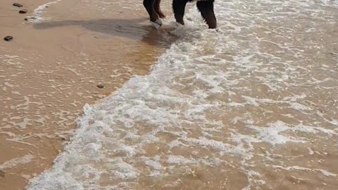 Puppy surprised by the waves