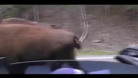 Buffalo encounter at Yellowstone during traffic stall