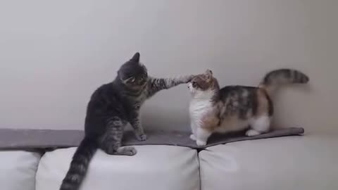 Short arm cat fight