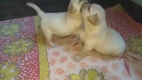 Puppies Are Fighting But Mom Knows How To Stop Them