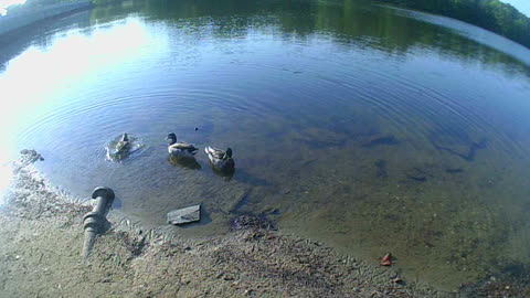 Turtle Makes Ducks Move