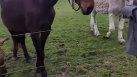 Cãos resolvem defender