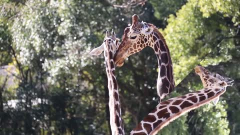 Interesting Animal Behavior of Giraffe "Stay away!"