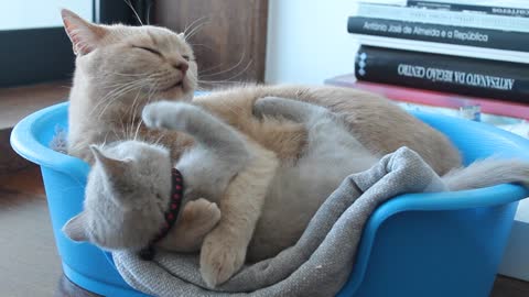 Cats fighting in a small bed