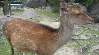 Cute, Funny And Friendly Deer