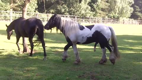 Colt gets a good kicking for trying to cover/mate the mare.