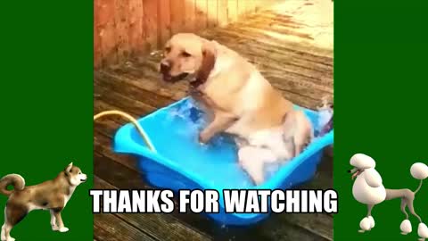 Dogs Playing with Water - Have better fun than humans