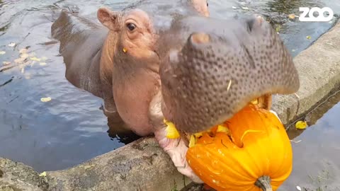 Halloween with the hippopotamus