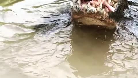 How An Alligator Eats Chicken